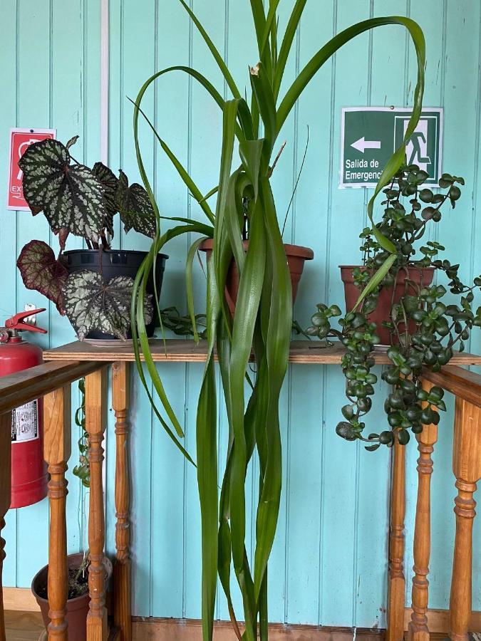 פוארטו פויוואפי Hosteria Ensenada מראה חיצוני תמונה